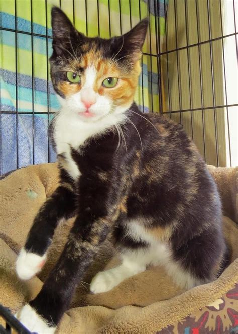 calico cat adoption near me - Tanesha Chau