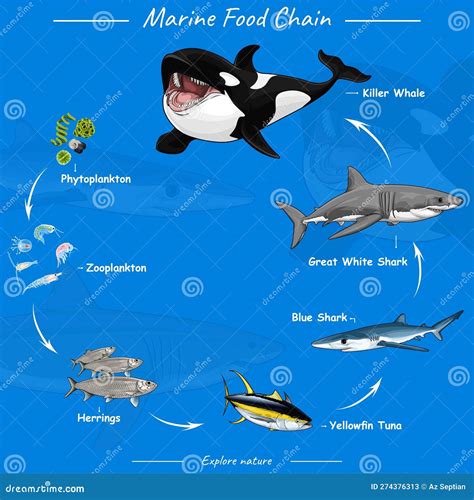 Marine Food Chain. Vector Illustration Of Food Chain In Ocean ...