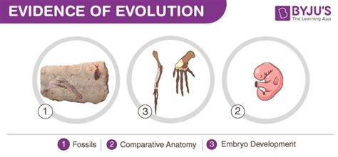 Evidence of Evolution: Fossils, Comparative Anatomy & Embryo Development