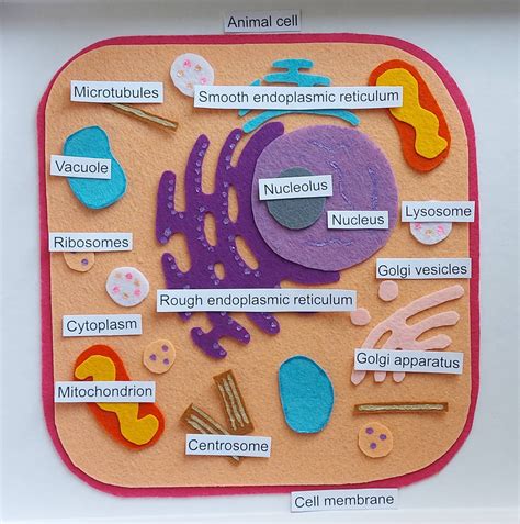 Plant Cell And Animal Cell Model