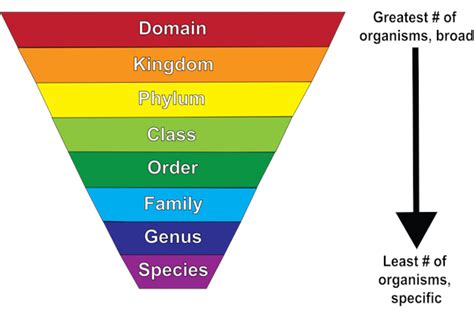 Topic 4 - Evolution and natural selection