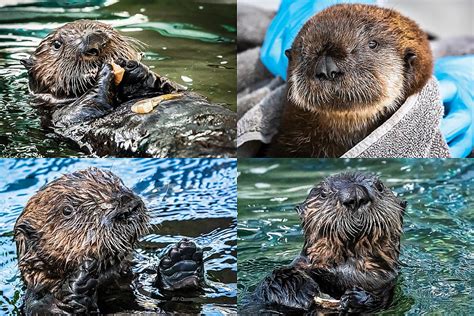 Sea Otter Pups | Babies! | Aquarium of the Pacific