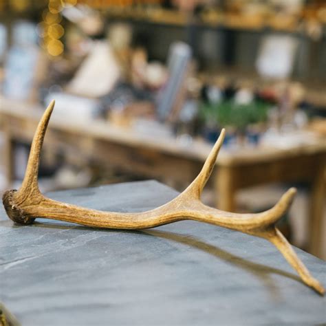 Red Deer Antlers – Balgove Larder Farm Shop, Butchery & Cafe