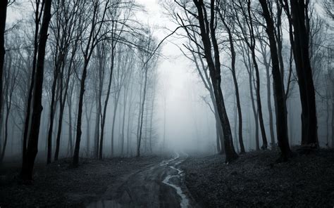 tree, Forest, Road, Fog, Rain, Autumn, Mood Wallpapers HD / Desktop and ...