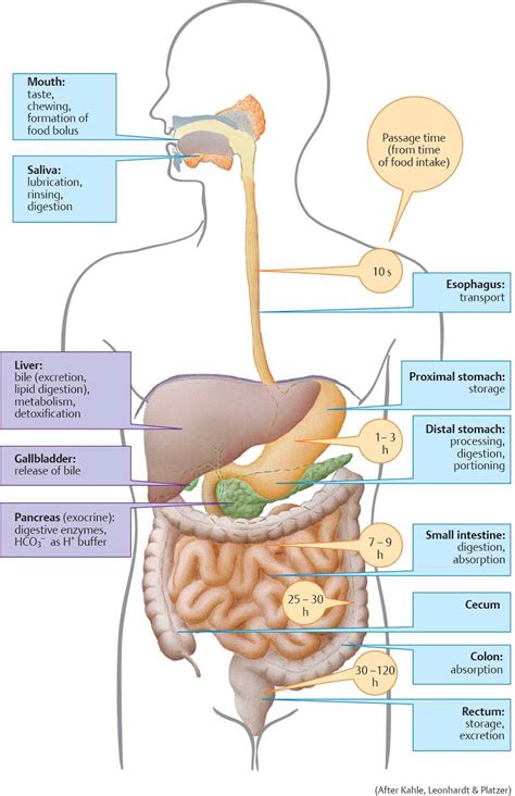 Upper Gastrointestinal Tract Diagram