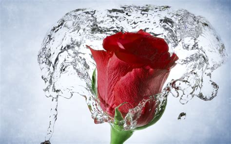 Rose with Water Drops Wallpaper - WallpaperSafari