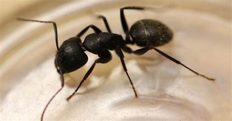 Carpenter Ant Vs Black Ant - Picture Of Carpenter