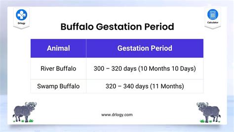 Buffalo Gestation Calculator | Buffalo Pregnancy Calculator - Drlogy