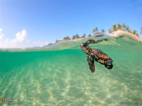 Cute Sea Turtle wallpaper | 1600x1200 | #6480