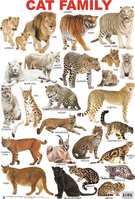 Types Of Wild Cats