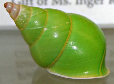 Around and About with Bulldog Pottery: Green Tree Snail Shell