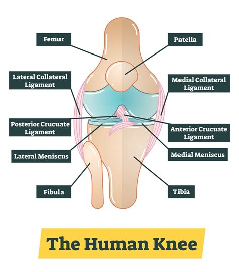 Knee Meniscus Diagram Lateral Meniscus Tear