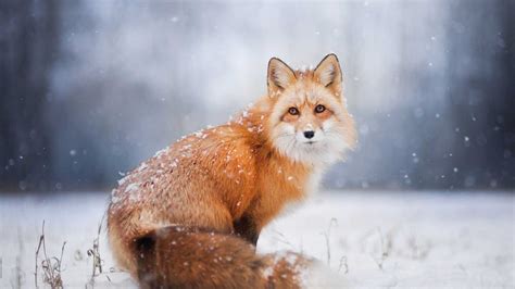 Anime Cute Fox Wallpaper : Fox Wallpaper Nawpic - Marcus Galbassi