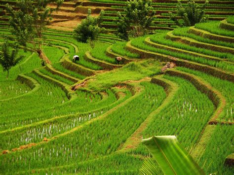 Astonishing Paddy Fields of Bali