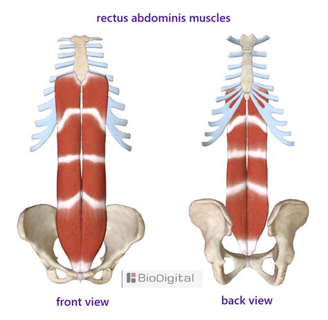 Rectus Abdominis Muscle Anatomy