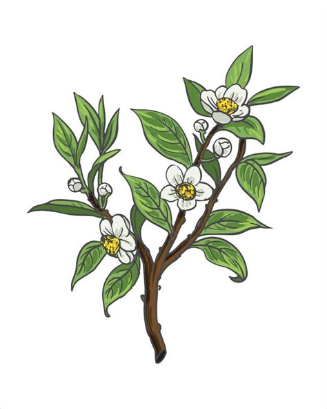 Vector branch with spring flowers. Realistic flower tree branch ...