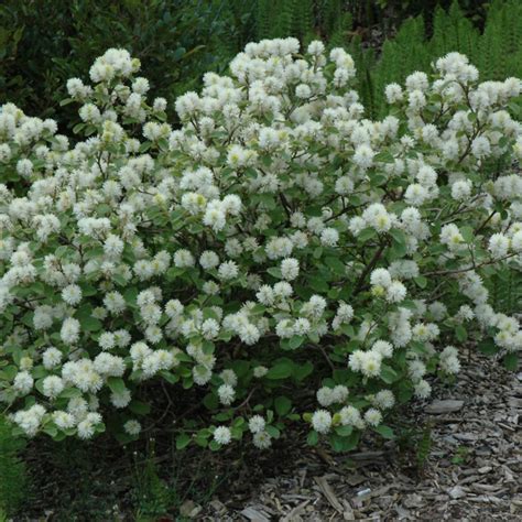 Fothergilla major Large Fothergilla | Ship My Plants