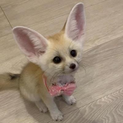 Fennec Fox Animals For Sale | Iron Station Road, NC #297192