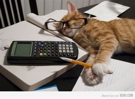 Tired Cat Work