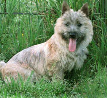 Cairn Terrier Grooming Tips and Techniques - Sharda'sDog World