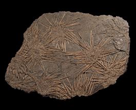 Archeocidaris fossil sea urchins | Buried Treasure Fossils