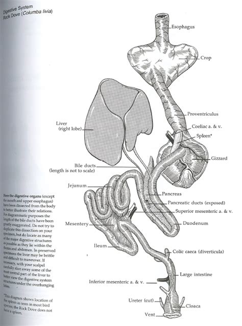 Pigeon Digestive System Diagram | Quizlet