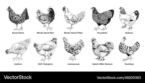 Hand drawn hens of different breeds collection Vector Image