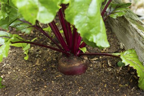 Both the root and the greens are high in vitamins and nutrients. Bigger ...