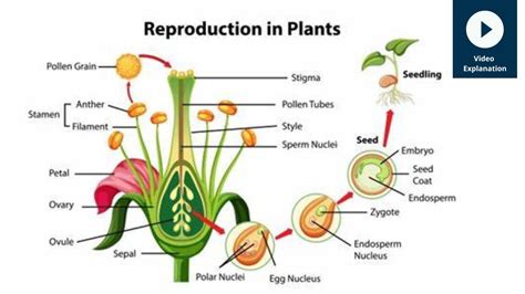 Reproduction in Plants | Experihub Learning