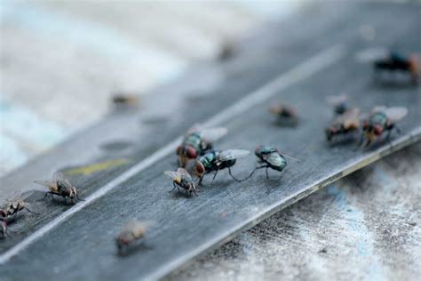 house flies - Pointe Pest Control: Chicago Exterminator & Pest Control ...