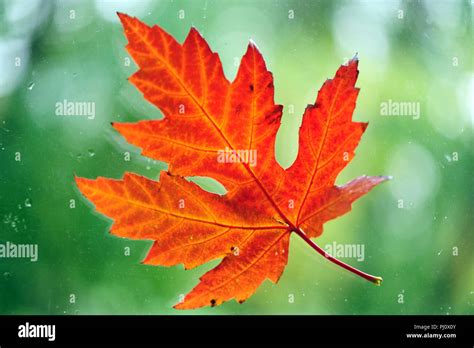 Single Autumn Maple Leaf close-up Stock Photo - Alamy