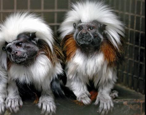 Best Small Monkey Breeds To Own As Pets - FarmPally.com