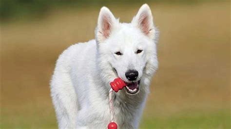 American White Shepherd - Temperament, Lifespan, Shedding, Puppy