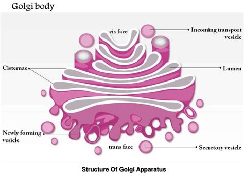 Golgi apparatus