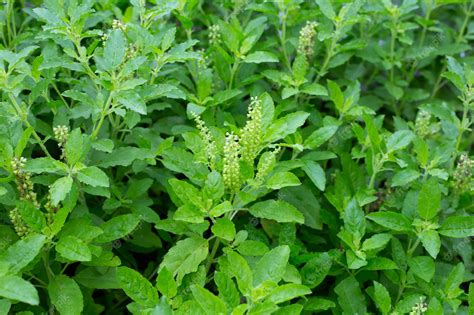 Premium Photo | Holy basil plant in the garden