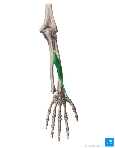 Abductor pollicis longus: Origin, insertion and function | Kenhub