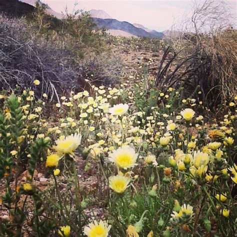 Mojave Desert Wildflowers | California parks, Mojave desert, Wild flowers