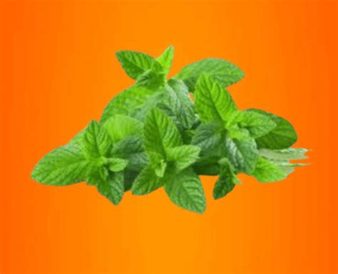 Fresh Mint - Podina 1 Bundle - Tawaqqo - Fresh to Home