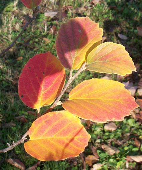 Fothergilla, fall color