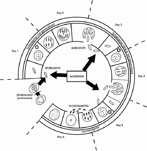 The 3 phases of the life cycle of Eimeria are illustrated (schizogony ...