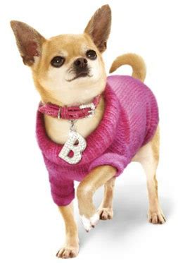 Chihuahua Clothes For Your Fashionable Little Dog - Chihuahua Clothes