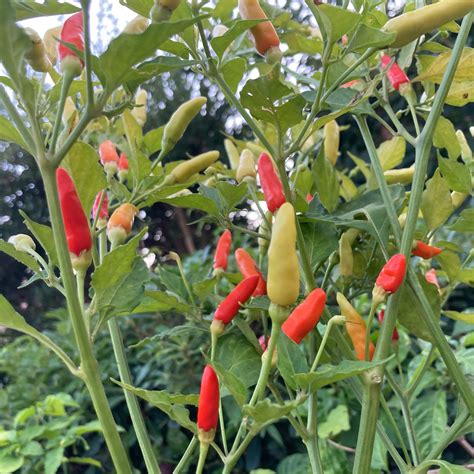 Tabasco Pepper Seeds | Tyler Farms