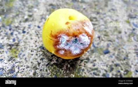 mold attacked peach. rotten fruit image Stock Photo - Alamy