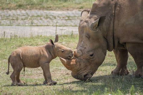 Another baby white rhino! N.C. Zoo announces second birth in 11 days ...