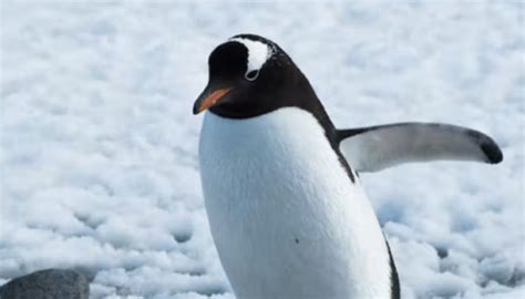 Penguin feathers help inspire new de-icing techniques - The Weather Network