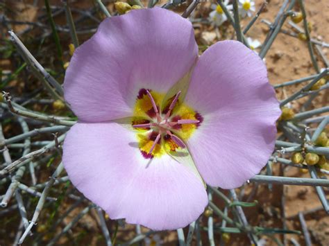 30 Mojave Desert Wildflowers: Calochortus Flexuosus