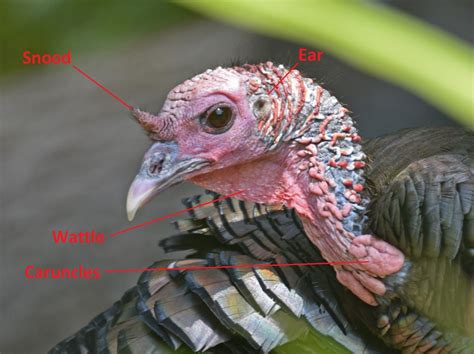 Turkey Anatomy-What the What?!?! - Strutting Tom.com