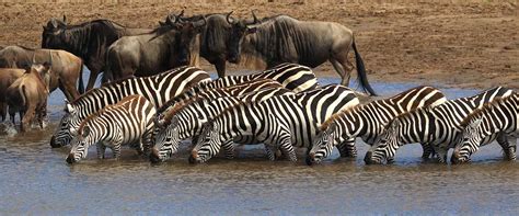 Serengeti park animals | Serengeti National Park Big Five | Wildebeests