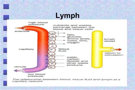 Tissue Fluid And Lymph