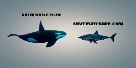 Killer Whale Vs Great White Shark